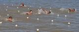 В теплой воде под жарким солнцем проходили соревнования по плаванию