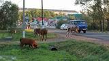 Привычная картина – гуляющие по дорогам коровы
