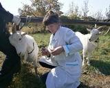 Ведущий ветврач Ханкайской станции по борьбе с болезнями животных Елена Спицына производит отбор пробы крови для исследования на бруцеллез
