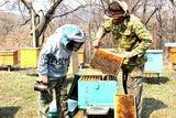 Жители Алексеевки Анатолий Николаевич и Ольга Павловна Малаховы, которые уже 39 лет занимаются пчеловодством, в прошлом году со своих 40 ульев взяли две тонны отличного мёда