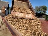 Крестьянское хозяйство Григория Коцура – крупнейший производитель картофеля в Ханкайском районе
