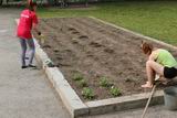 Ильинские школьники заняты благоустройством и озеленением пришкольного участка