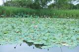 Это небольшое озеро с лотосами мало кому известно, хотя и находится недалеко от Камень-Рыболова