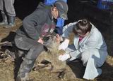 Ведущий ветеринарный врач Ханкайской ветслужбы Елена Спицына знает, как  быстро взять кровь у животного, которое яростно сопротивляется