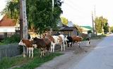 Бродячий скот в Пархоменко разгуливает прямо по улицам 