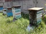 За нарушение установленных правил содержания пчёл хозяевам грозят штрафы в размере от 500 до 1 тысячи рублей