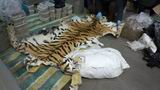 В мешках контрабандистов была обнаружена в том числе и шкура амурского тигра