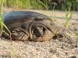 Дальневосточная мягкотелая черепаха занесена в Красную книгу России и является охраняемым видом