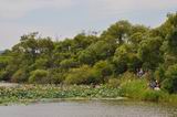 В июле прошлого года на Ильинских озёрах наблюдалось настоящее паломничество ханкайцев и гостей района, желавших полюбоваться цветущими лотосами