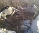 Туши погибших коров были обнаружены рядом с открытыми мешками с селитрой