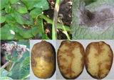 Фитофтороз, или бурая гниль картофеля – настоящий бич, способный уничтожить до 70% урожая. Причиной этого заболевания является грибок, который поражает целиком всё растение, от листьев до клубней. Главная опасность, которую он несёт – это высокая скорость распространения