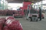 Более 400 тонн картофеля собрали картофелеводы ООО «Зелёное поле»