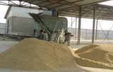 Рис потоком идёт с поля на ток ООО «Сатурн», а затем поступает в цех по переработке зерна