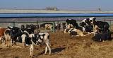 На петровской ферме сегодня содержится 390 голов скота, из них 107 – дойное стадо