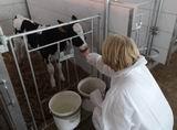В работающем на территории района ХАПК «Грин Агро» общее поголовье составило 2458 голов, в том числе 963 коровы