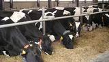 Чтобы коровы комплекса давали много молока, их хорошо кормят