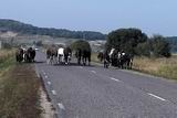 Кони и коровы на дорогах района нередко становятся причиной ДТП, в которых получают травмы и даже гибнут люди