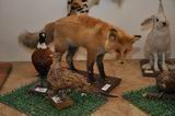 В музее можно познакомиться с представителями животного мира Ханкайского района