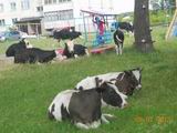 Коровы, пасущиеся рядом с домами – такую картину можно увидеть практически в каждом селе