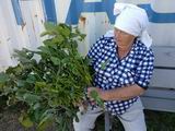 Агроном Ольга Казакова одной из первых оценивает урожай сои