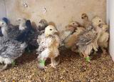 Недавно хозяйство птицевода пополнилась потомством китайских шёлковых кур