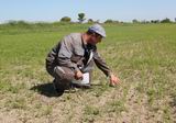 Агроном Михаил Краюшин доволен дружными всходами риса сорта Дубрава, которые взошли на полях возле села Майское