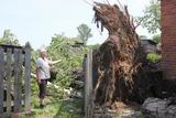 Жительница Турьего Рога Людмила Евтушенко показала старый тополь, который из-за сильного ветра упал во дворе её дома на улице Пограничной