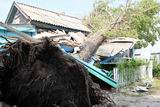 В Турьем Роге упавшее дерево практически полностью уничтожило постройку во дворе дома по улице Набережной