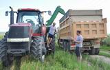Собранную в поле пшеницу рабочие вывозят на грузовиках